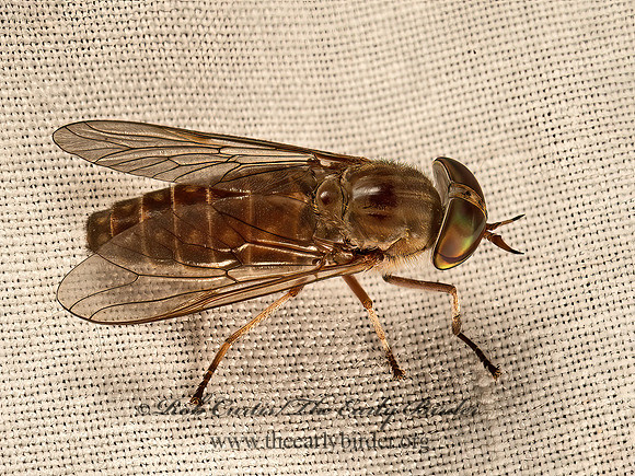Tabanidae HORSE FLY  9051468z