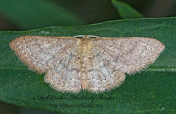 Pleuroprucha insulsaria  COMMON TAN WAVE 6014533z