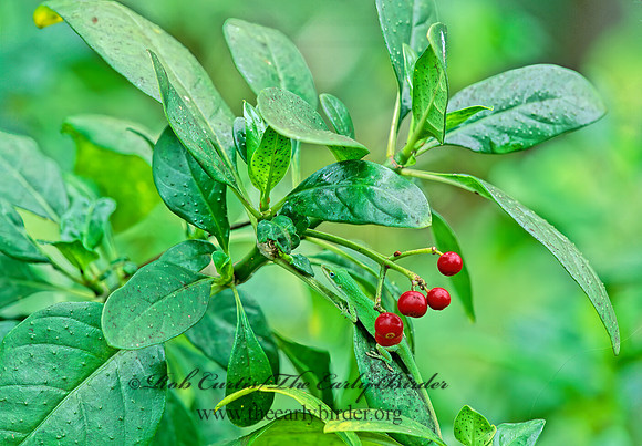 Psychotria punctata  DOTTED WILD COFFEE 247908z