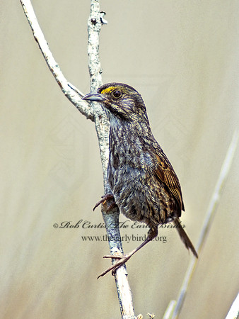Ammospiza maritima  SEASIDE SPARROW 256514z