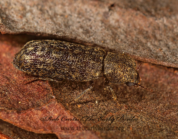 Lichenophanes  HORNED POWDER POST BEETLE 1112933 z