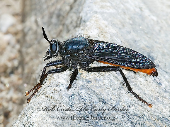 Ospriocercus aeacus  STENOPOGONINAE ROBBER FLY 7010015z