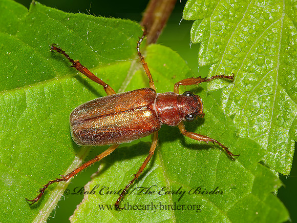 Dichelonyx linearis  MELOLONTHINAE SCARAB BEETLE 3015342z