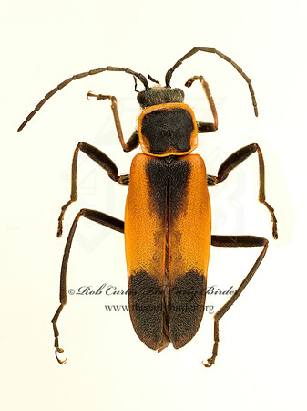 Chauliognathus limbicollis 9020630z