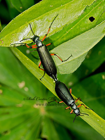 Lytta sayi  GREEN BLISTER BEETLE 9032741z