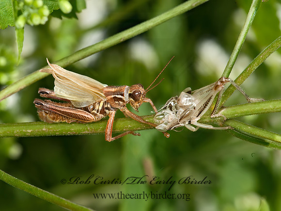 Melanoplus femurrubrum  RED-LEGGED GRASSHOPPER 8037595z