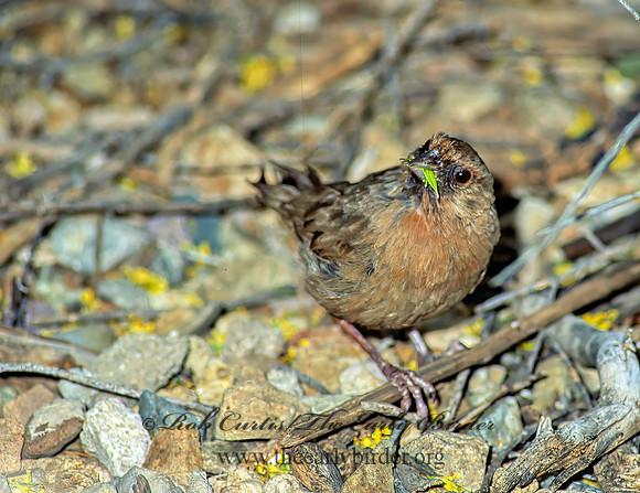 Melozone aberti  ABERT'S TOWHEE 74731z