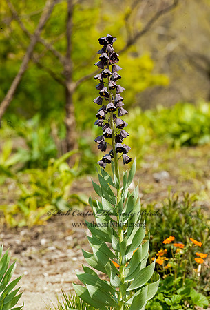 Fritillaria persica  PERSIAN LILY 8025542z