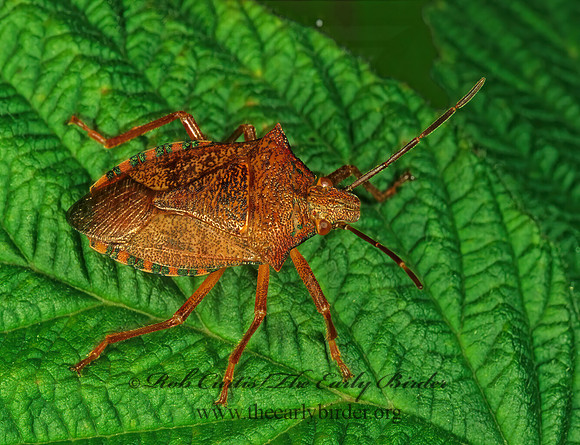 Podisus  1114704 z