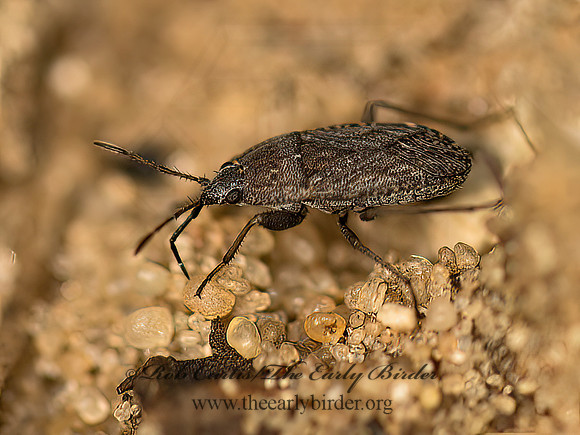 Emblethis vicarius  SAND BUG 9061645z