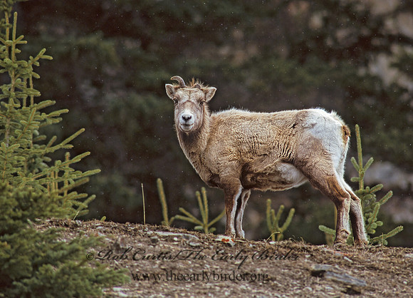 Ovis canadensis  BIGHORN SHEEP 222820z