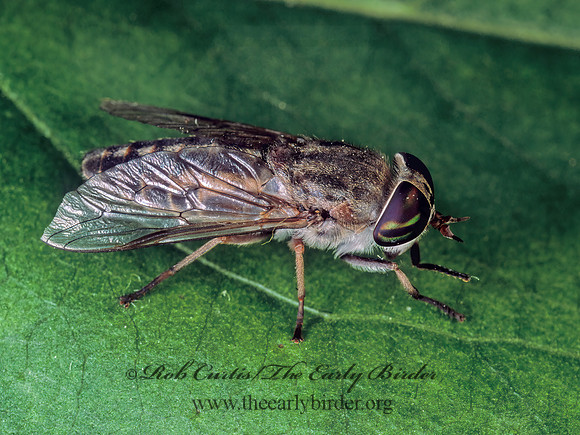 Tabanus lineola HORSE FLY 155001z