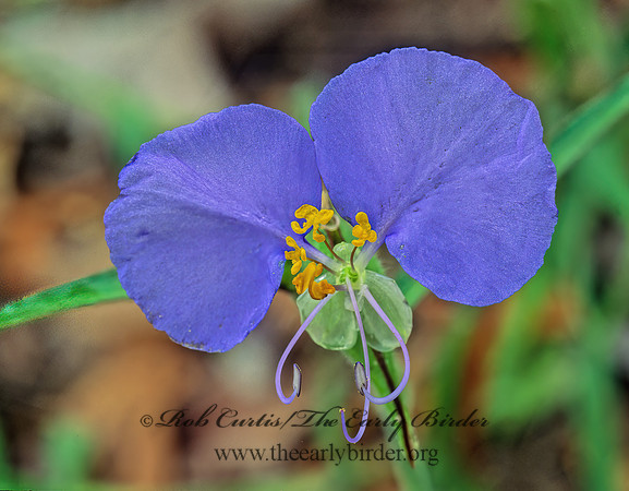 Commelina erecta  ERECT DAYFLOWER 168136z