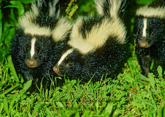 Mephistis mephistis  STRIPED SKUNK 28812z