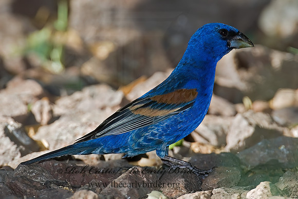 Guiraca caerulea  BLUE GROSBEAK 7006707z