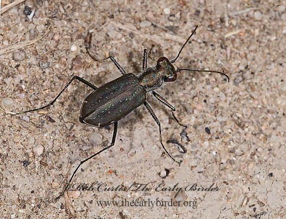 Cicindelidia punctulata 7011043z