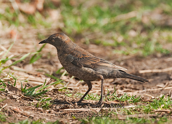 Euphagus carolinus  RUSTY BLACKBIRD 3012591z