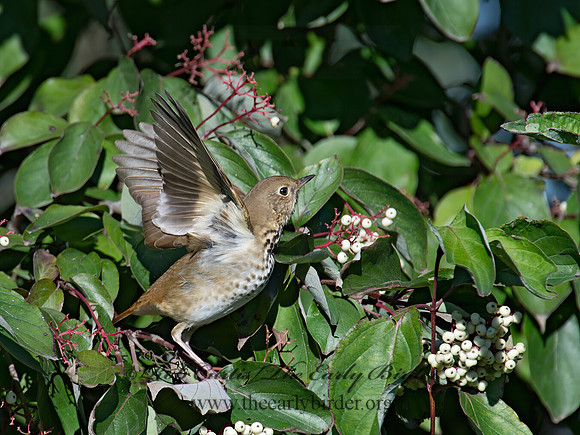 Catharus guttatus  HERMIT THRUSH 9015512z