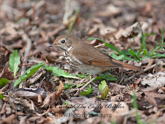 Catharus guttatus  HERMIT THRUSH 8035278z