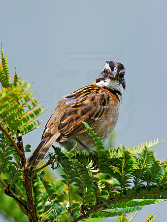Zonotrichia capensis  RUFOUS-COLLARED SPARROW 205609z