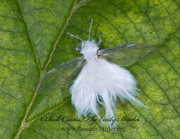 Eriosoma  WOOLY APHID 6009971z
