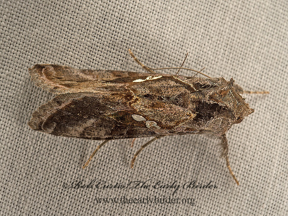 Chrysodeixis includens  SOYBEAN LOOPER 9052993z