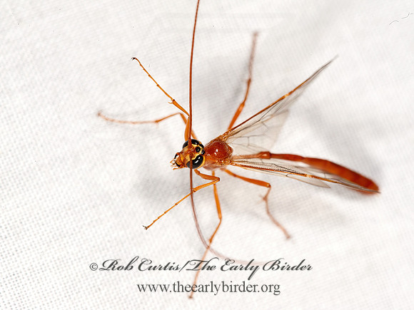 Enicospilus purgatus  SHORT-TAILED ICHNEUMON 8036935z