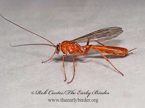 Netelia  ICHNEUMON WASP 8036978z