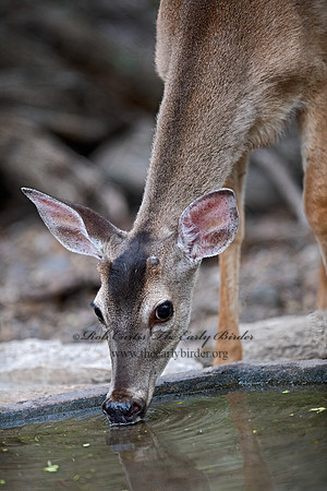 Odocoileus virginianus  WHITE-TAILED DEER 6039618z