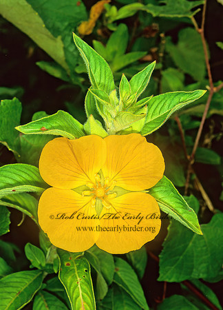 Ludwigia peruviana  PERUVIAN PRIMROSE WILLOW 247701z