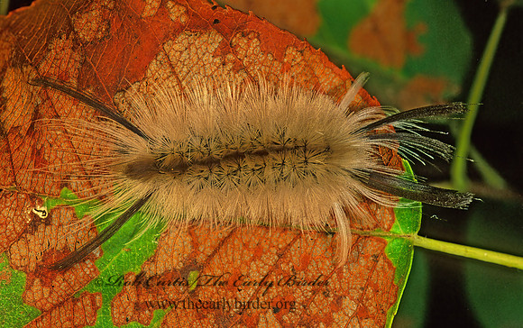 Halysidota tessellaris BANDED TUSSOCK MOTH 178933z