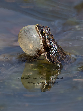Pseudacris maculata BOREAL CHORUS FROG 9075671i