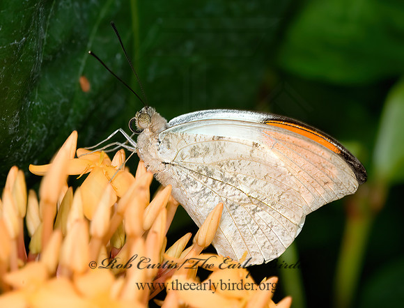 Hebomoia glaucippe  GREAT ORANGETIP 8009608z