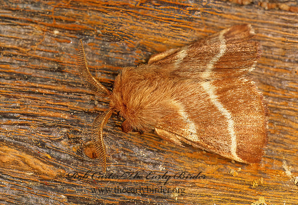 Malacosoma americanum EASTERN TENT CATERPILLAR 243701z