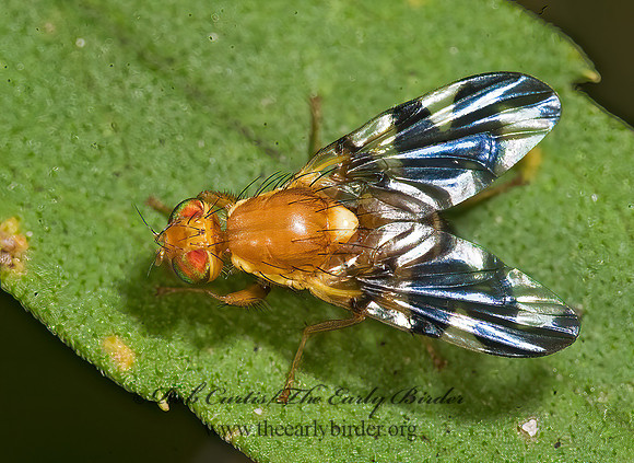 Rhagoletis suavis WALNUT HUSK MAGGOT 8016891z