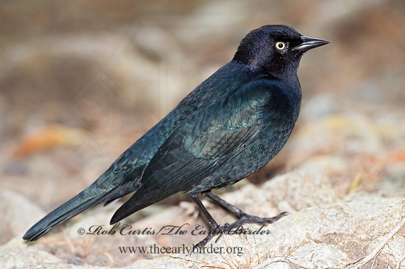 Euphagus cyanocephalus  BREWER'S BLACKBIRD 8020034z