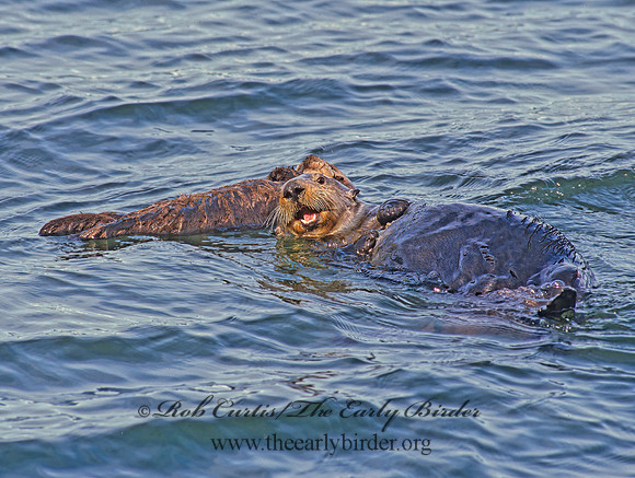 Enhydra lutris kenyoni  NORTHERN SEA OTTER 225325 z