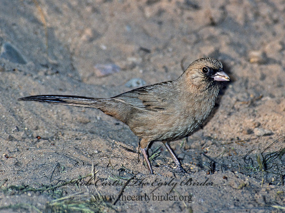 Melozone aberti  ABERT'S TOWHEE 122529z