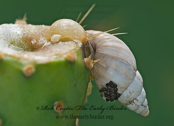 Rabdotus sp BULIMULID SNAIL 6024532pz