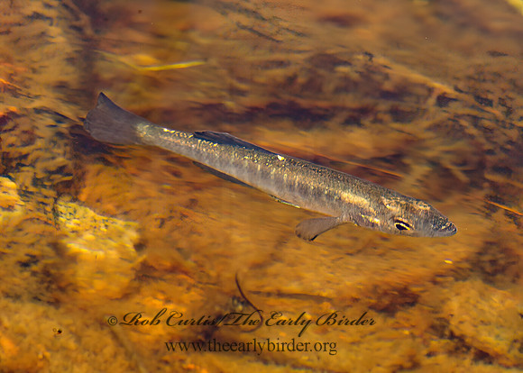 Fundulus diaphanus  BANDED KILLIFISH 9032896z