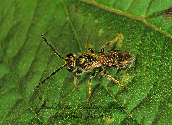 Lasioglossum (Dialictus) zephyrum~ 116114 z