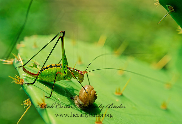 Dichopetala catinata SPOON-TAILED SHORT-WING KATYDID 70612z