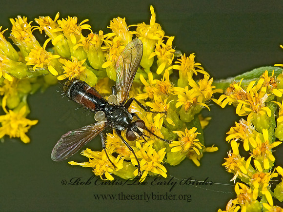 Cylindromyia interrupta  PHASIINAE TACHINID FLY 5014702z