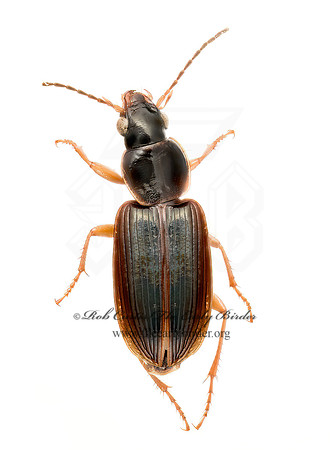 Stenolophus ochropezus 9020388 z