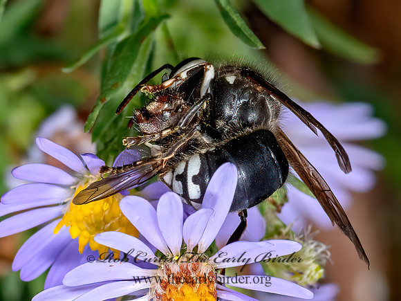 Dolichovespula maculata  BALD-FACED HORNET 3024370z