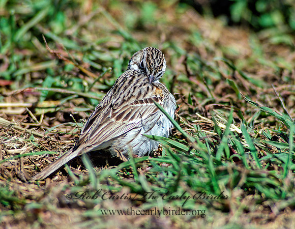 Pooecetes gramineus  VESPER SPARROW  86035z