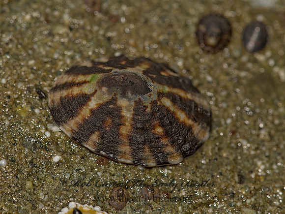 LIMPET 9059382z