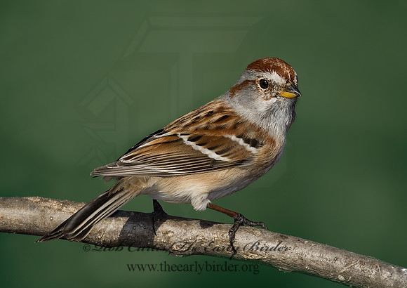 Spizelloides arborea  AMERICAN TREE SPARROW 6001020z