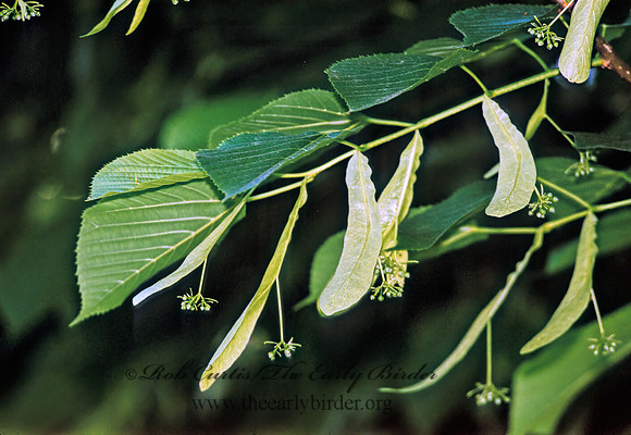 Tilia americana  BASSWOOD 282511z