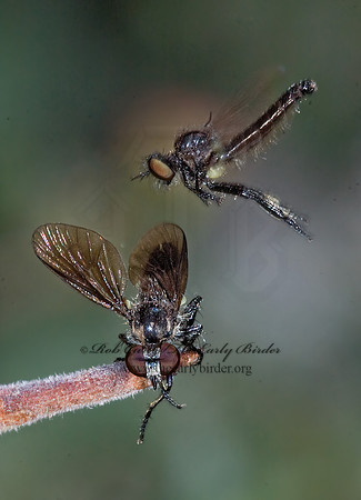 Holopogon sapphirus  STENOPOGONINAE ROBBER FLY 7009877 z